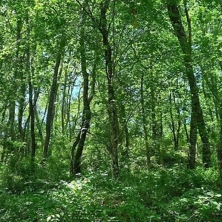 Te Huur In De Saint-Frajou